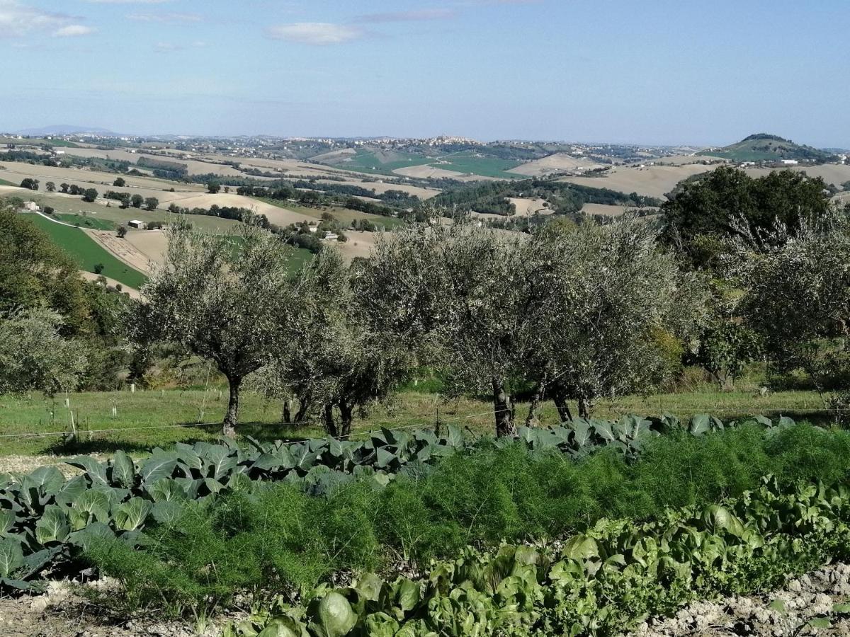 Casale San Martino Agriturismo Bio Sant'Angelo in Pontano Kültér fotó