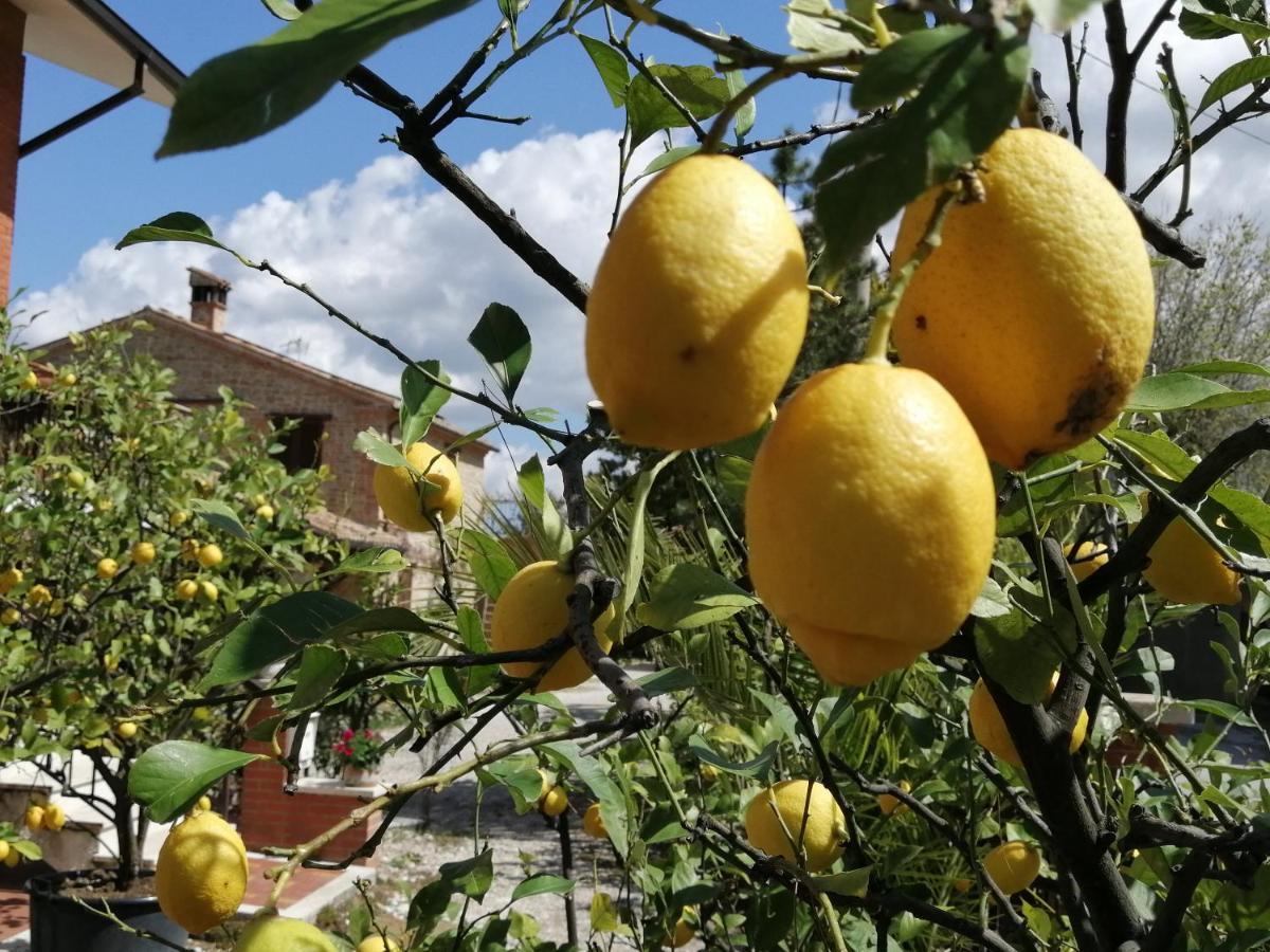 Casale San Martino Agriturismo Bio Sant'Angelo in Pontano Kültér fotó