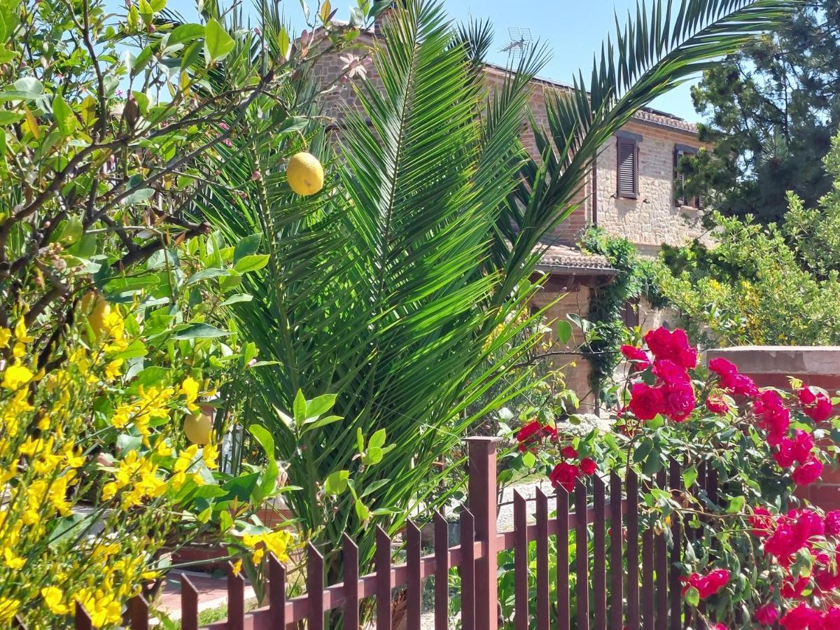 Casale San Martino Agriturismo Bio Sant'Angelo in Pontano Kültér fotó